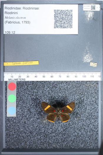Media type: image;   Entomology 75171